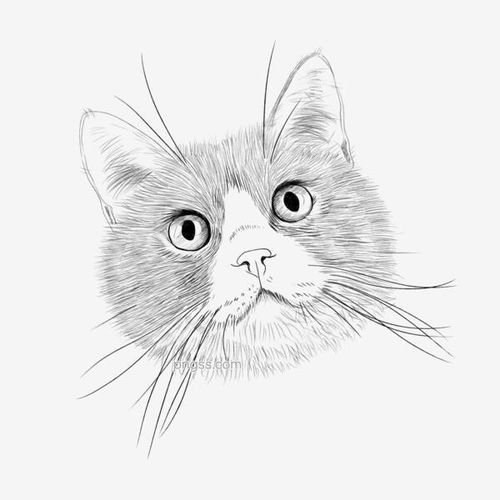 手绘猫头矢量素材图片大小2000x2000px图片尺寸1.15mb来自png搜索网pngss.com免费免扣png素材下载猫头矢量素材手绘装饰图案