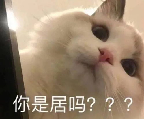 表情包系列猫猫表情包
