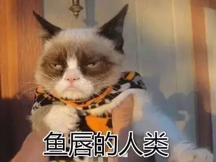 日本人和猫的二三事