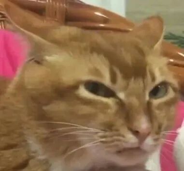 表情包动图丨熊猫头搞笑表情包图片大全