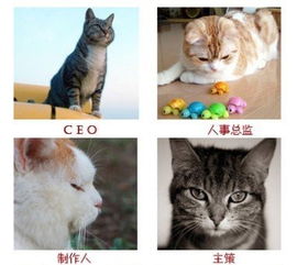 化身萌猫游戏从业人员搞笑表情图猫版