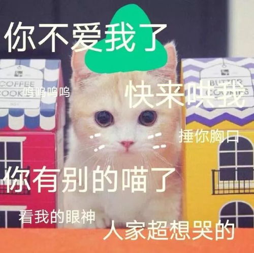 壁纸头像超可爱搞笑猫咪表情包