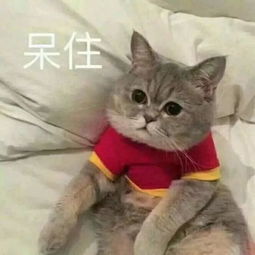 朋友圈点赞最多沙雕表情包