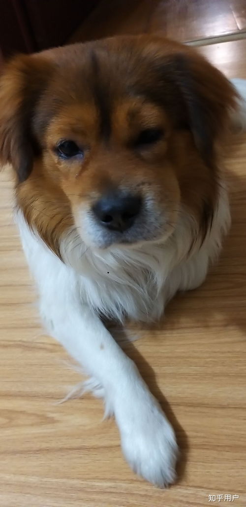 狗狗会认第二任主人吗