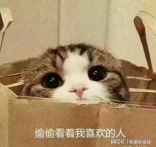 搞笑表情视频猫咪