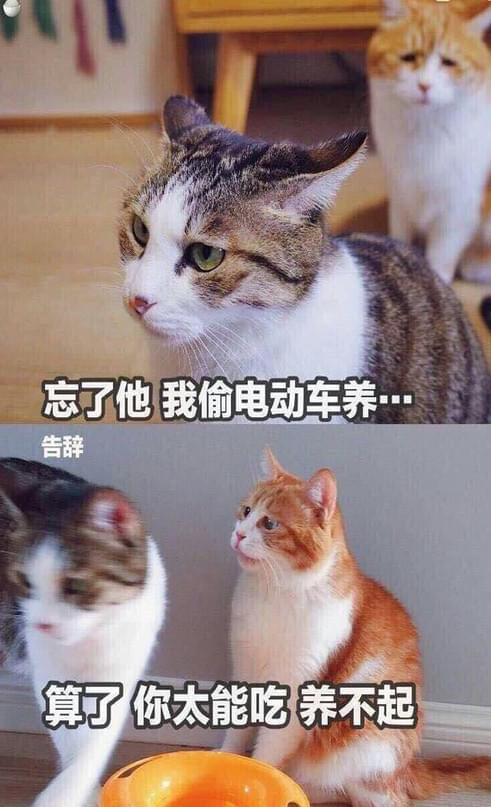 很火的可爱猫咪表情包大全萌猫表情包带字图片无水印超可爱猫咪表情包