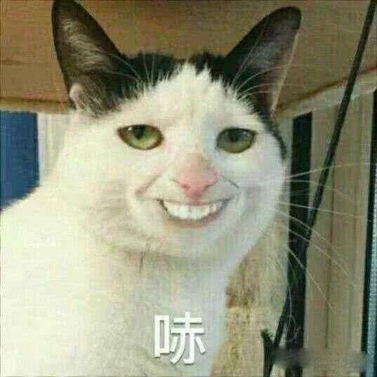 哪些好看又有趣的萌宠表情包,你的手机里有吗