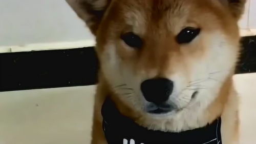 主人假装把小二哈炖了,柴犬舍不得,二哈直接拿盆过来了可还行