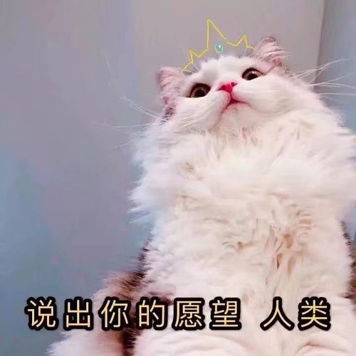 表情包及文案