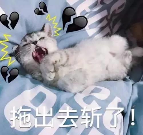 养猫人的心路历程,喜怒哀乐全都有