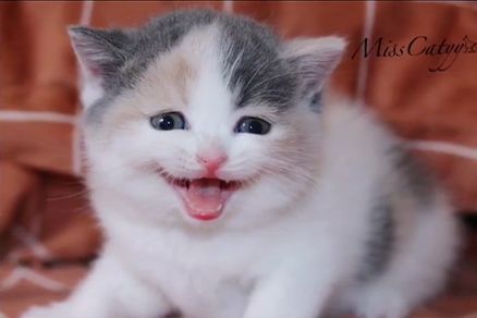 铲屎官给猫咪照相,猫咪的表情太搞笑了