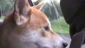 哈士奇搞笑图片表情包柴犬
