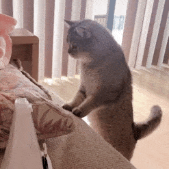 猫子狗子表情包可爱沙雕表情包动图