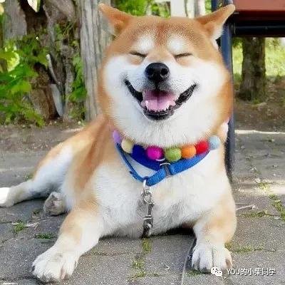2021年柴犬价格走势如何柴犬为什么价格高