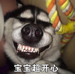 二哈的表情包