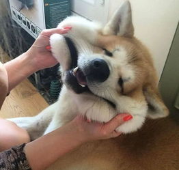 哈哈哈,这脸玩起来会上瘾