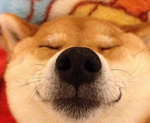 狗爸对孩子施暴,狗妈过来后,画风突变,秒变奶爸柴犬
