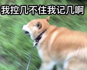 好奇害了狗狗子出门一趟竟毁了容,主人对凶手无可奈何