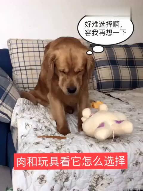 小宝有选择困难证,不愧是吃货,表情太逗了