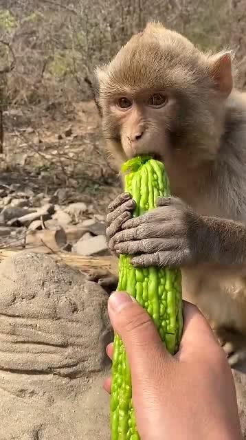 现在的游客太损了,竟然给猴子吃苦瓜,这表情太好玩了