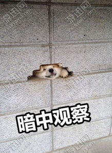 哈士奇暗中观察表情包下载哈士奇暗中观察表情包app下载哈士奇暗中观察表情包手机版下载