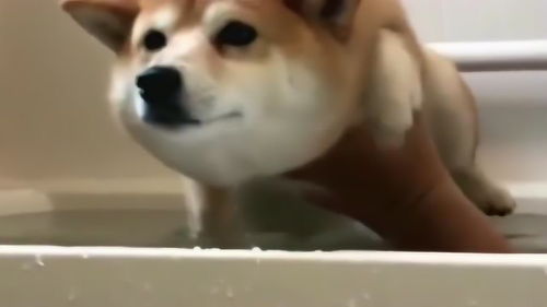 小伙家的柴犬最怕洗澡,每当进浴室的时候竟这样的表情,太搞笑了