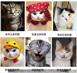 超搞笑动物模仿秀,搞笑表情
