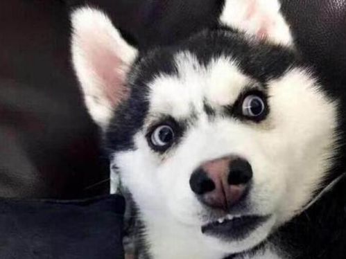 狗界最有心机的5种狗,谁养谁头大