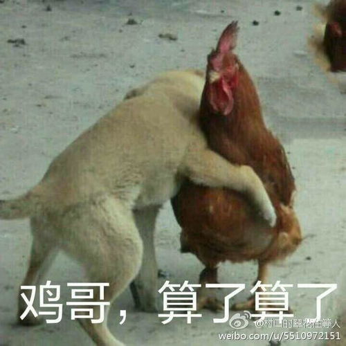 有趣的表情包搞笑鸡年