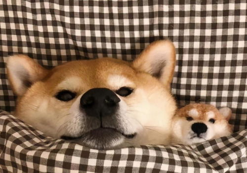 柴君小课堂,冬季柴犬狗窝的清洁与保暖