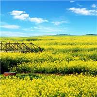 油菜花微信图像微信头像图片大全