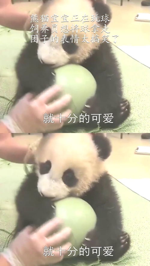 熊猫宝宝正在玩球,饲养员想将球拿走,团子的表情太搞笑了