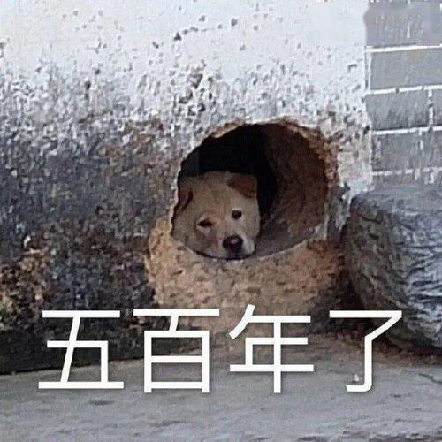 表情包动图可爱沙雕逗比表情包
