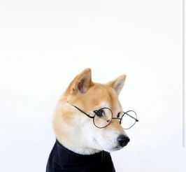 两只手拿着鸡腿跳舞的柴犬图片