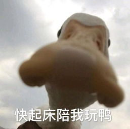 小鸭子表情包今天也要开心鸭今天也要爱我鸭