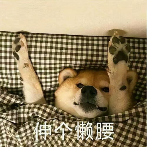 搞笑狗狗表情包第四弹