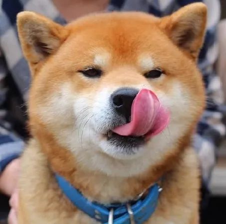 柴犬为什么叫戏精看了这些表情包你就知道了