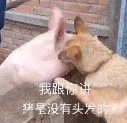 汪星人表情包第28期狗子我知道,我始终无法进入你的心