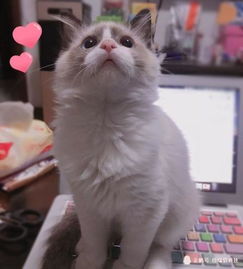 超凶布偶猫,为主人带来了幸福生活,照片全是搞笑表情包