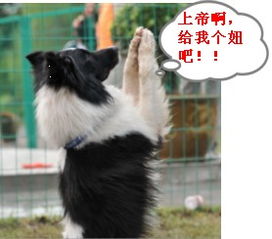 qq表情搞笑qq表情动物图片上帝啊,给我个妞吧