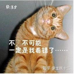 表情包文字搞笑猫咪