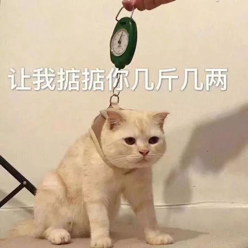 表情包敲搞笑沙雕斗图表情包