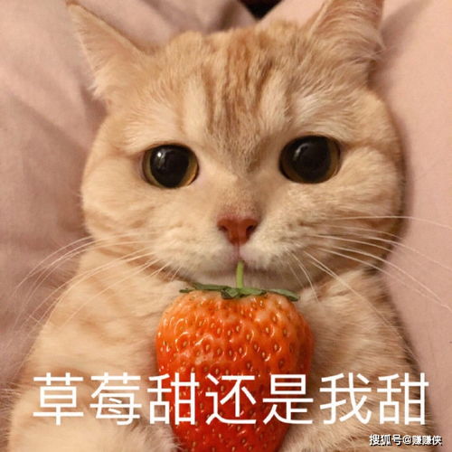 搞笑表情包图片没眼看