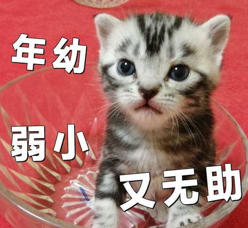 一大波喵星人表情包已经袭来超可爱小猫咪萌化你的心