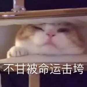 狐狸来了撞完肤色撞经历,这次周洁琼真成小杨幂了