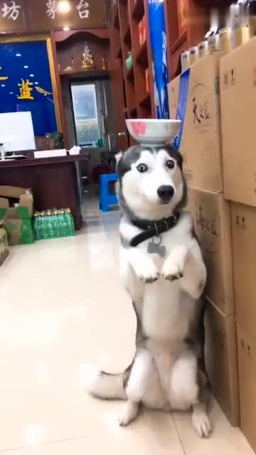 这小眼神绝了谁要宠物卖萌中心