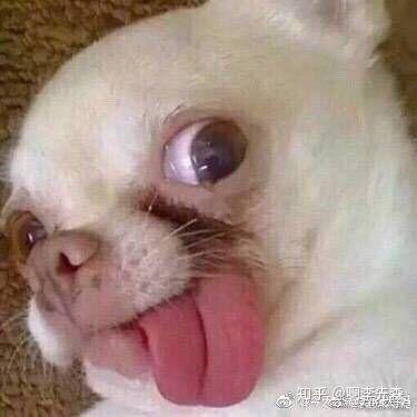 吉娃娃的表情包好沙雕啊,能不能分享一些