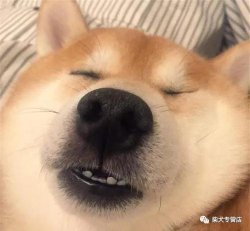 柴犬应该怎么养胖胖