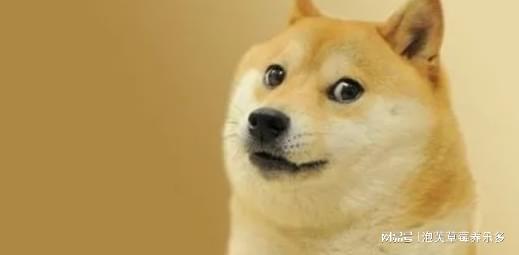 知名表情包睿智傻狗柴犬doge离世