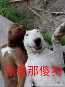 猫狗自拍表情包,不搞笑不花钱,怎么回事小老弟